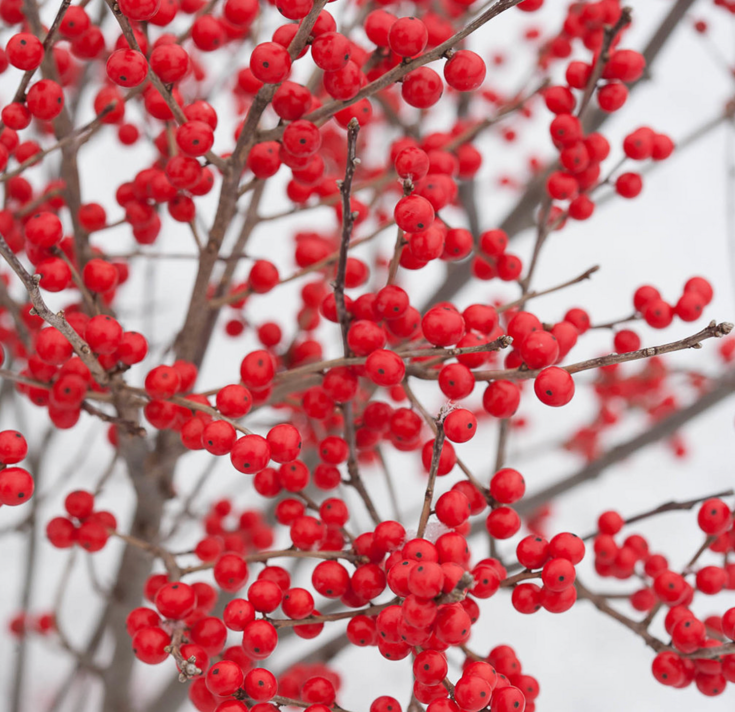 Holly Berry Poppins