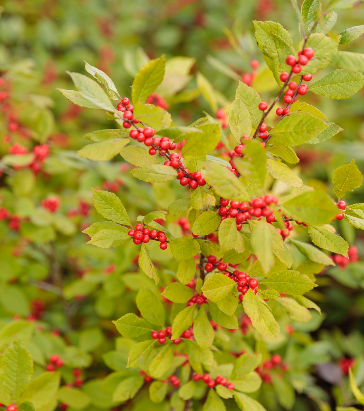 Holly Berry Heavy #3