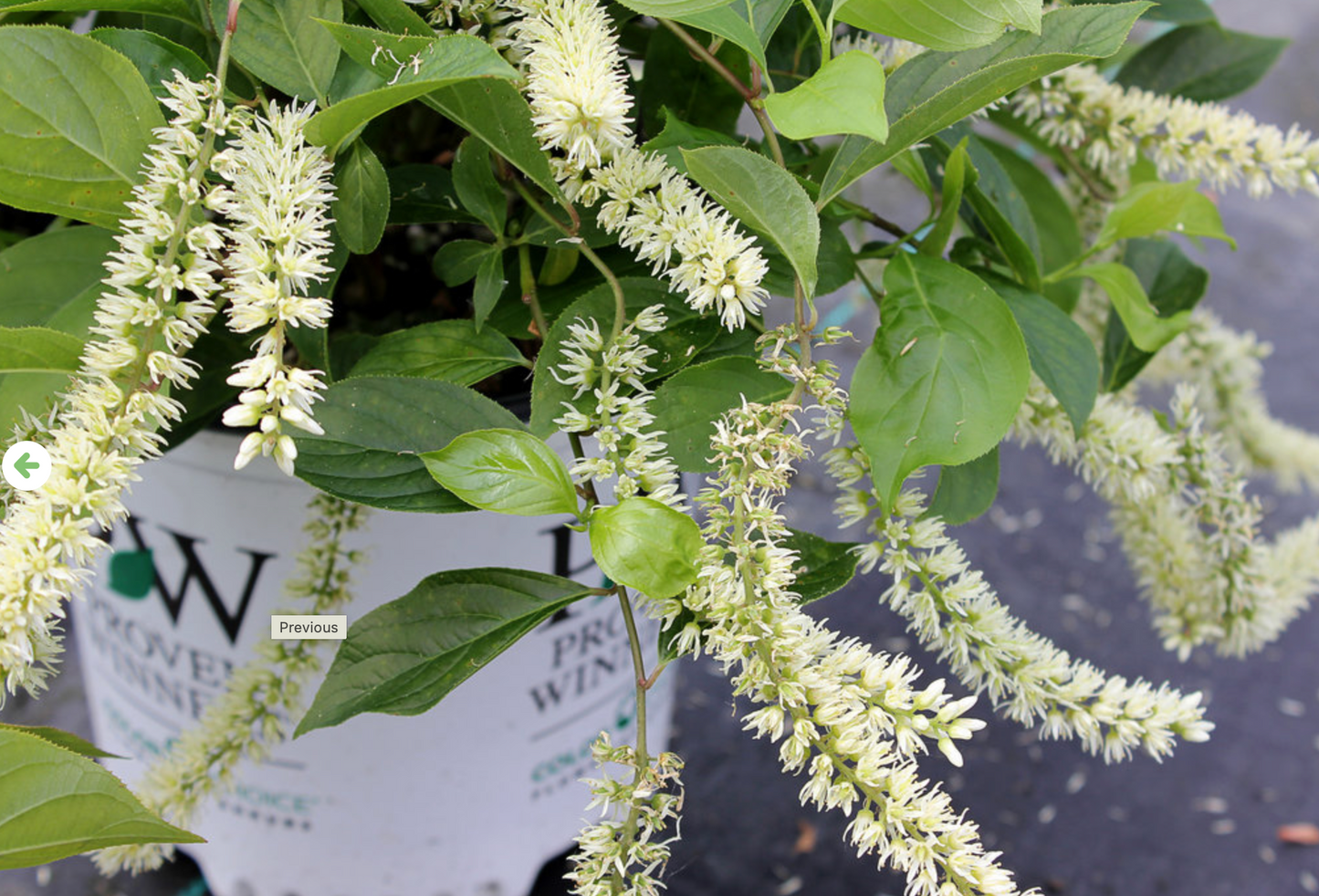 Sweetspire Little Henry #3