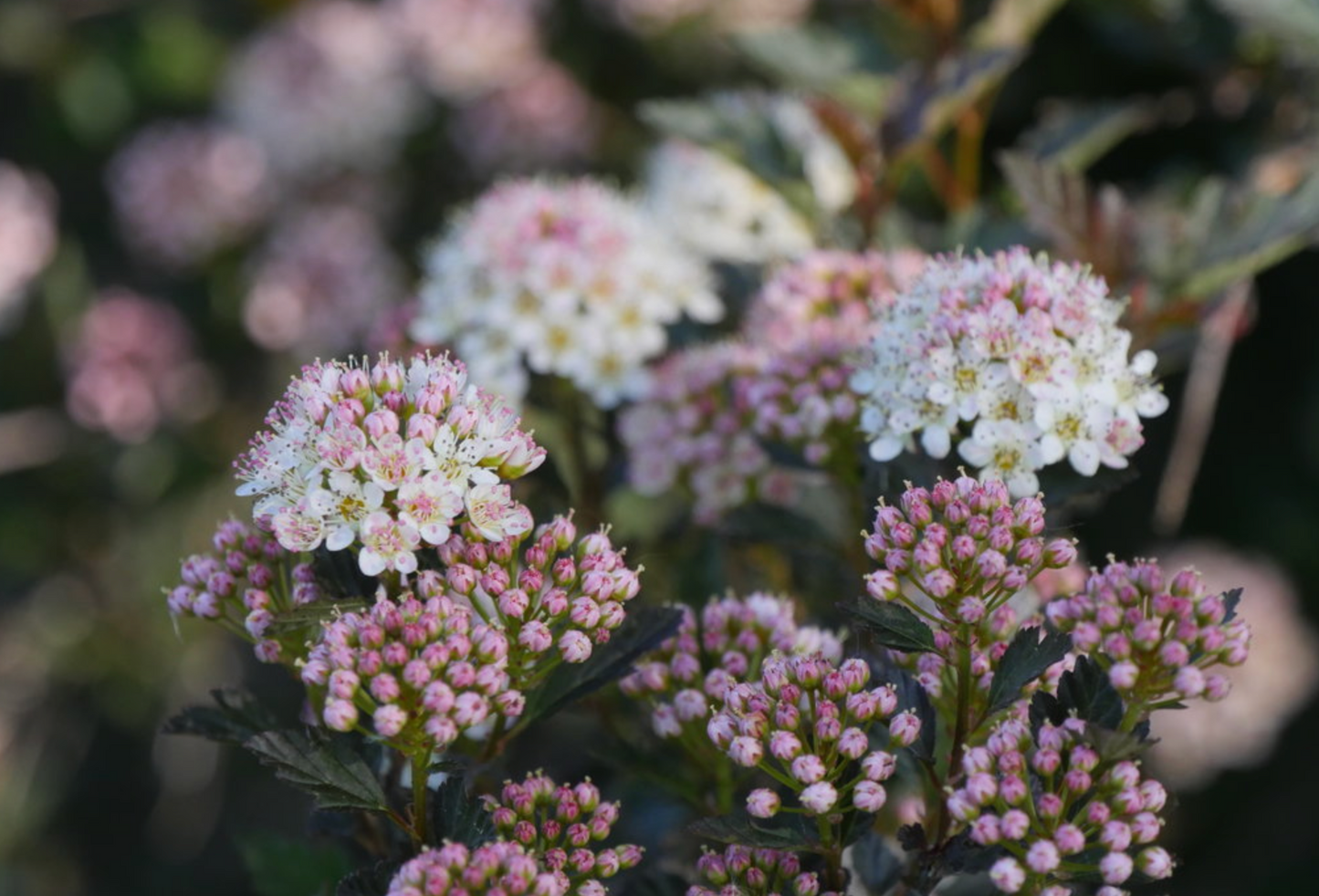 Ninebark Tiny Wine #3