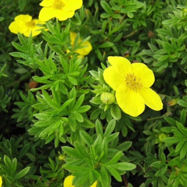 Potentilla Goldfinger