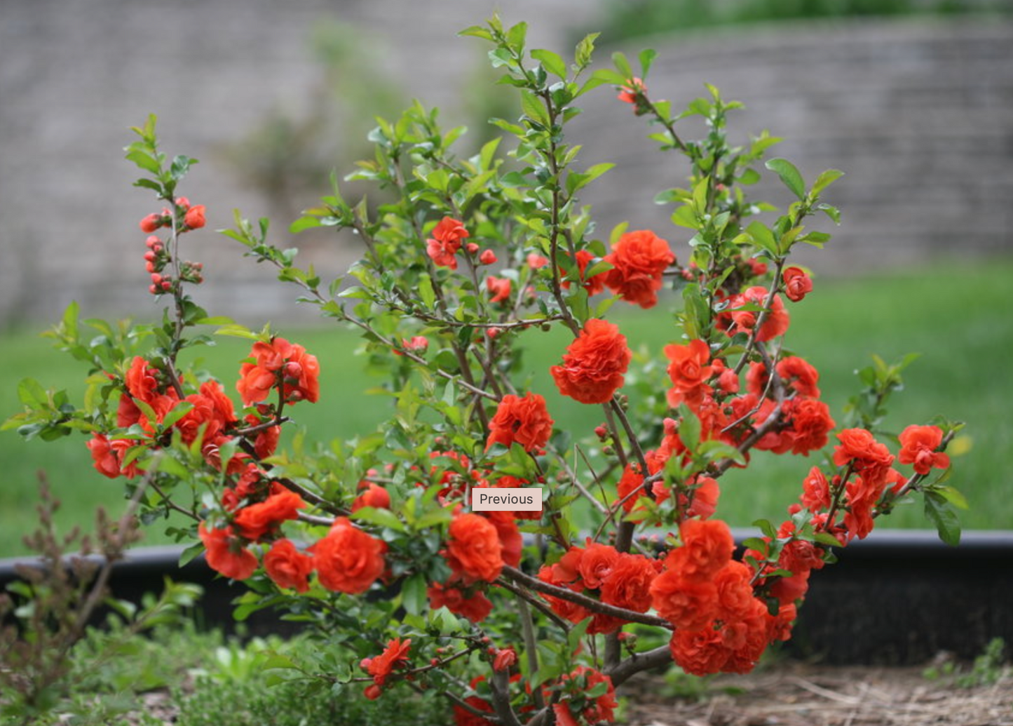 Quince Double Take Orange Storm