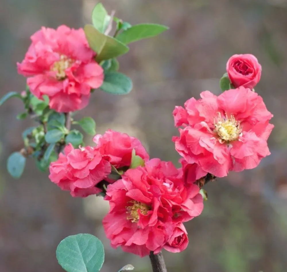 Quince Double Take Pink