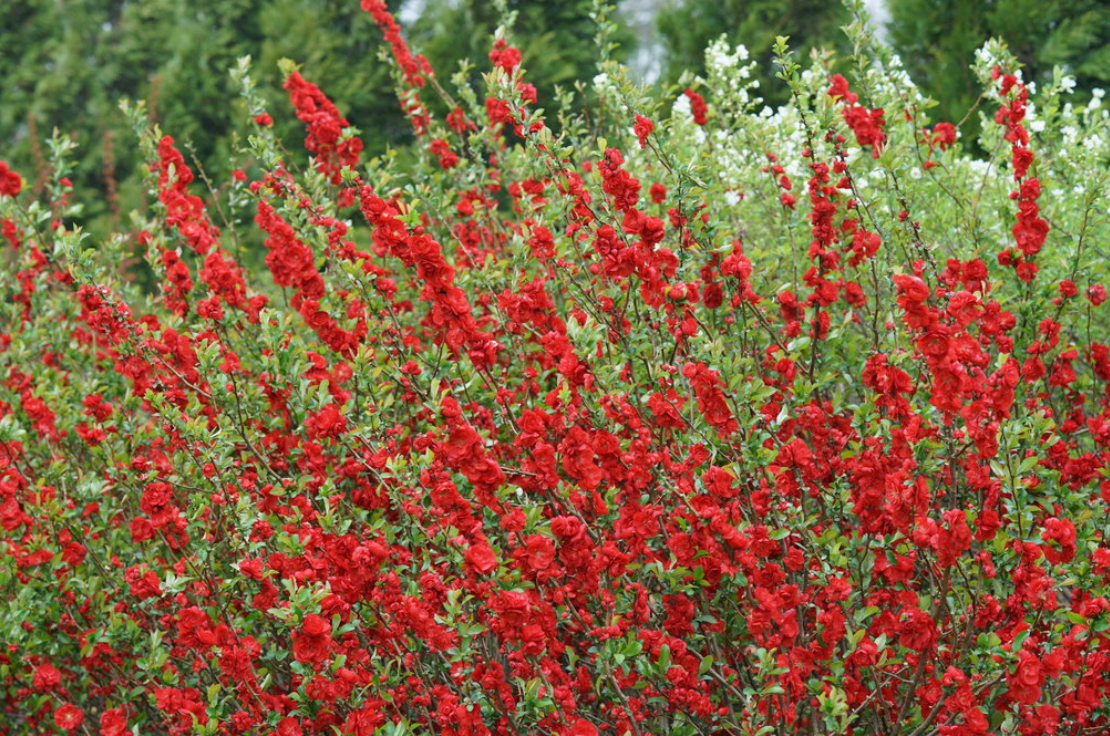 Quince Double Take Scarlett