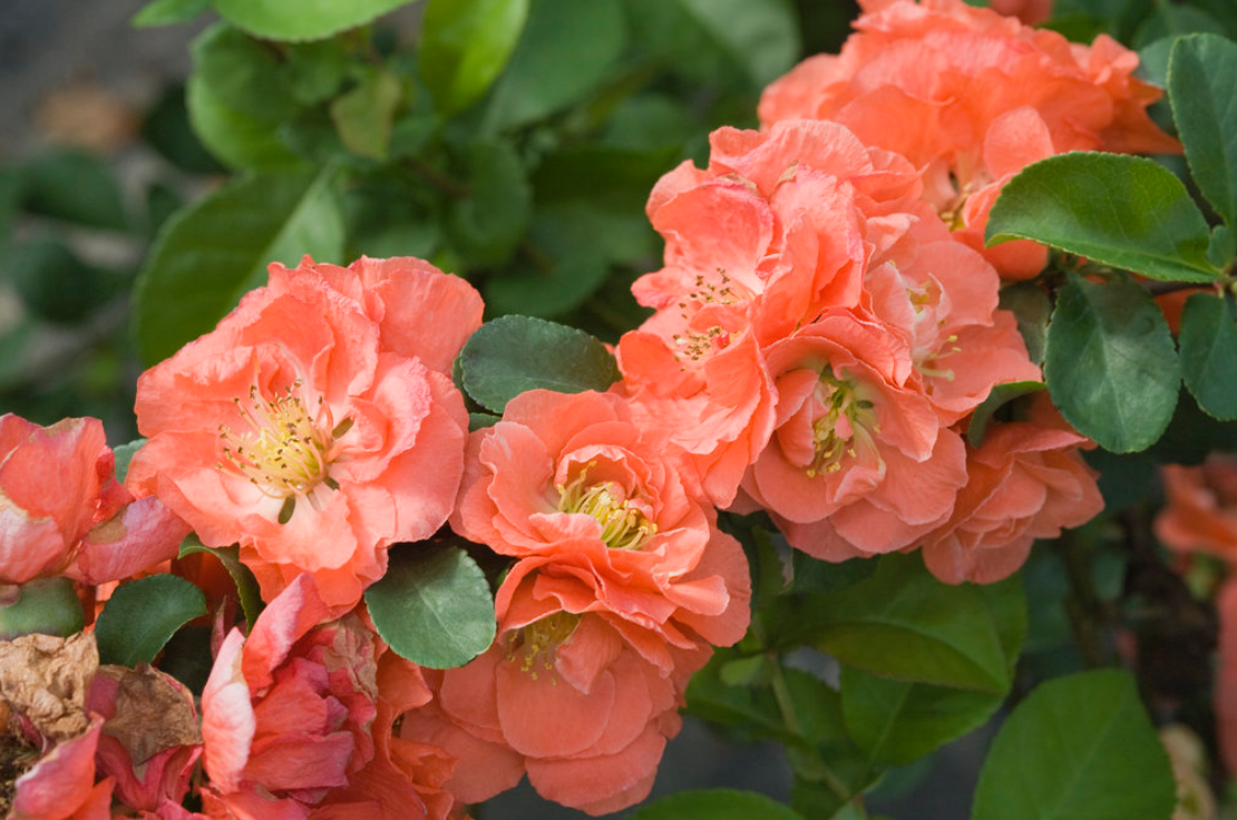 Quince Double Take Peach