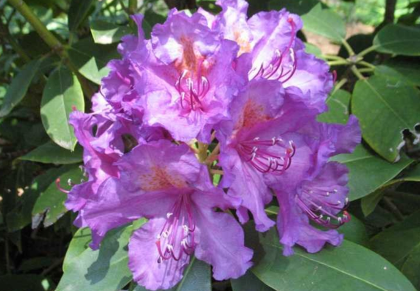 Rhododendron Lee Dark Purple