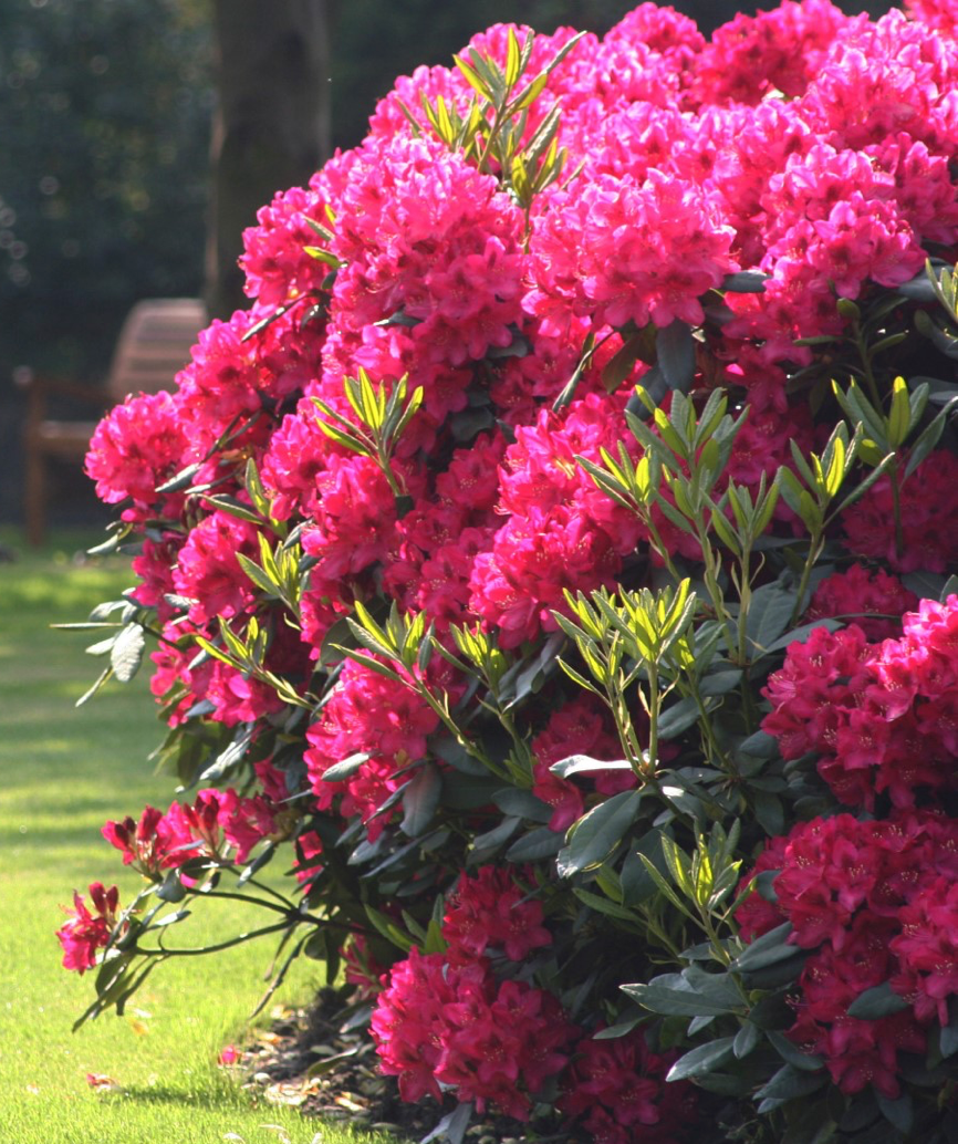 Rhododendron Nova Zembla