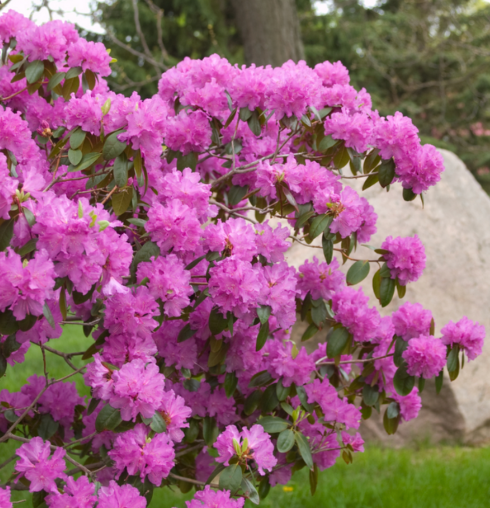 Rhododendron PJM (Elite)