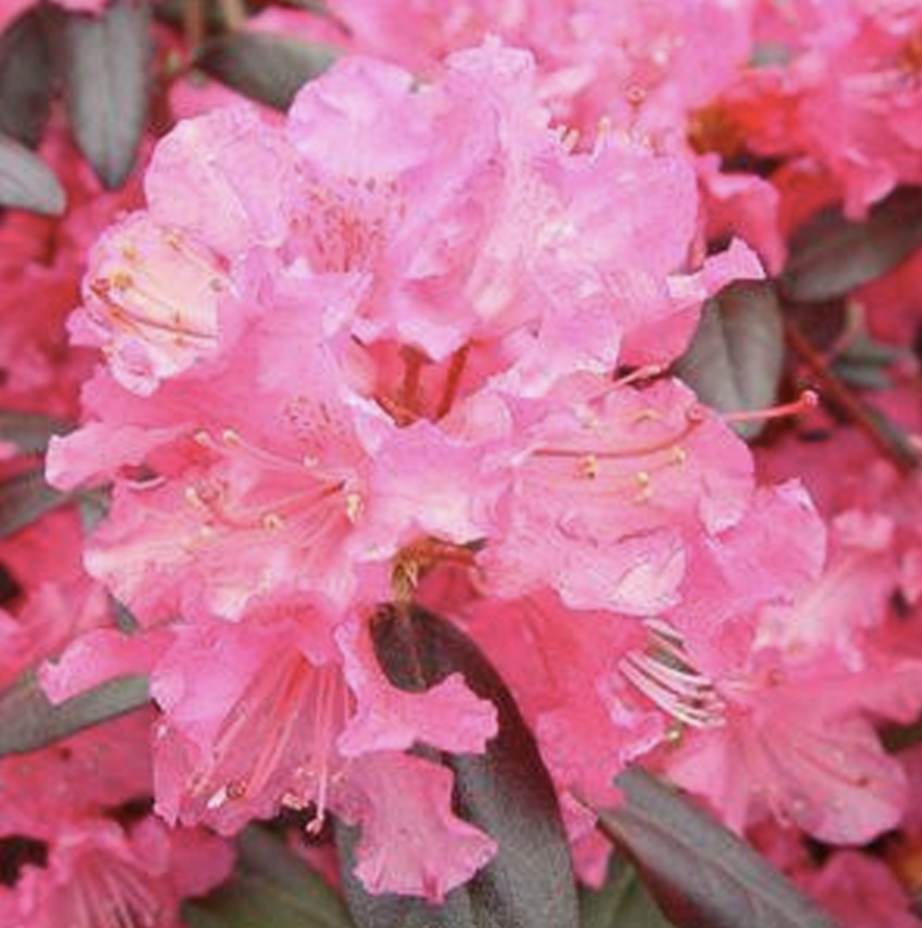 Rhododendron Landmark