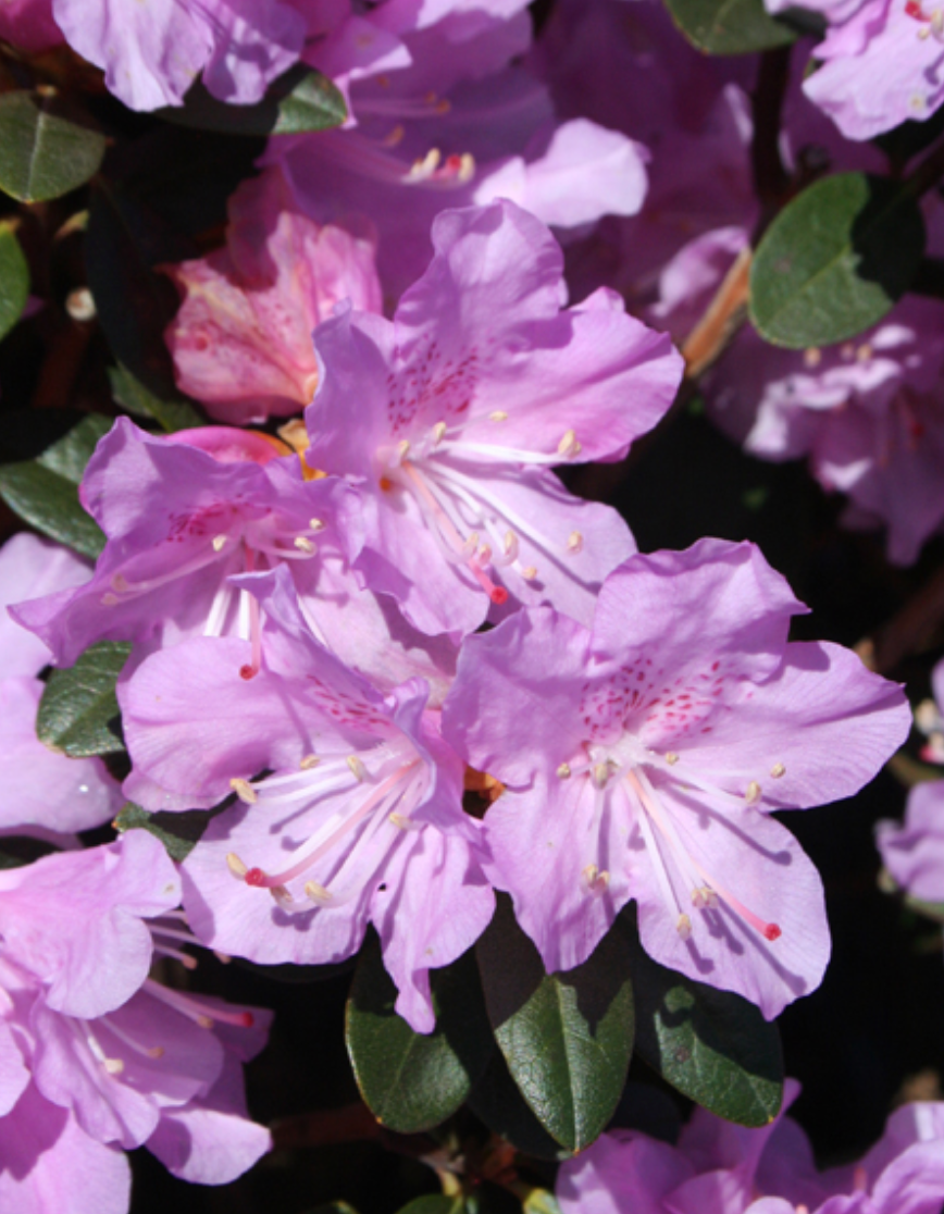 Rhododendron Pink Delight