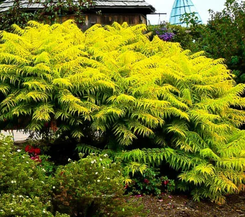 Sumac Tiger Eyes Hilltop Nursery