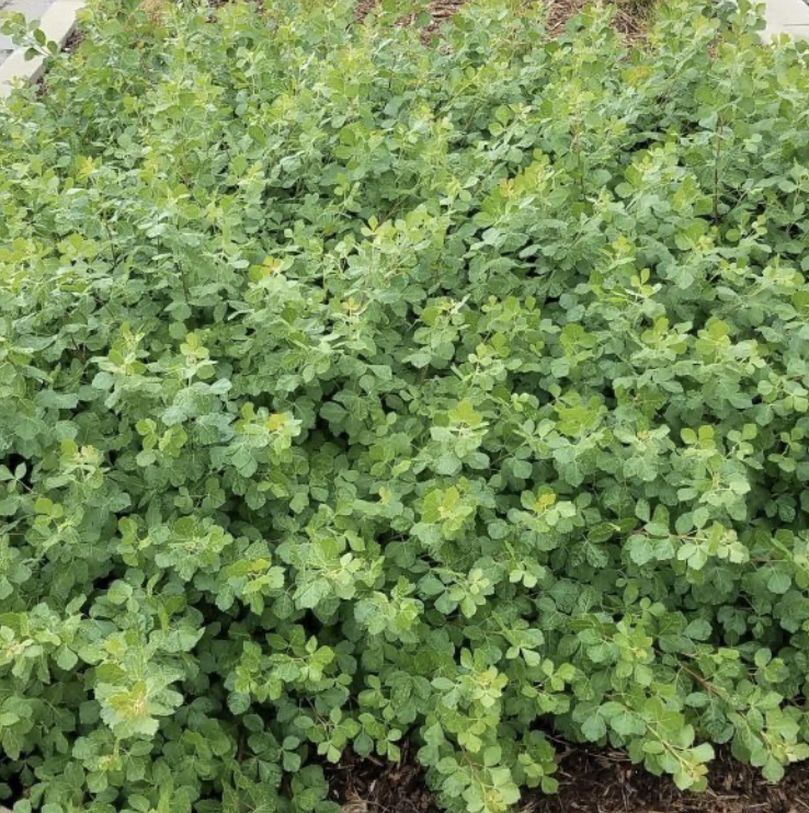 Sumac Gro Lo Fragrant