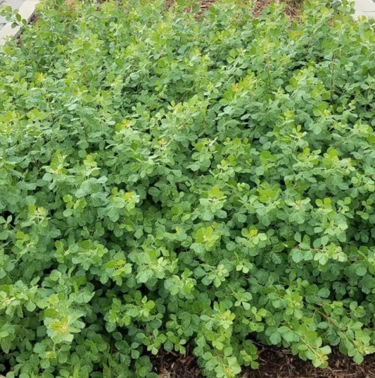 Sumac Gro Lo Fragrant