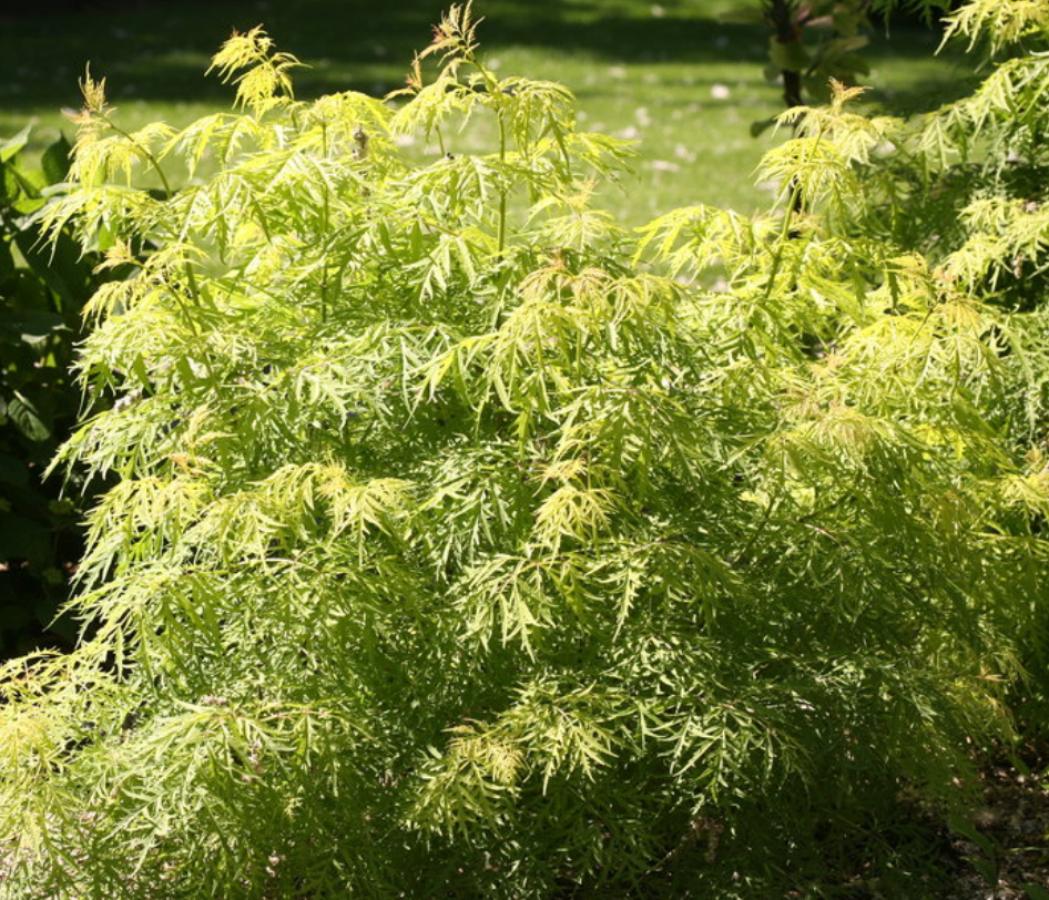 Lemony Lace Elderberry #3