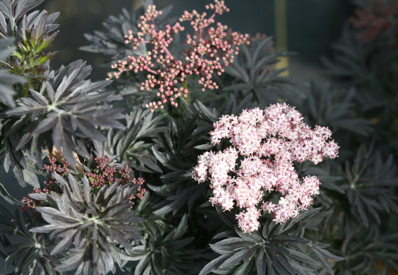 Laced Up Elderberry #3