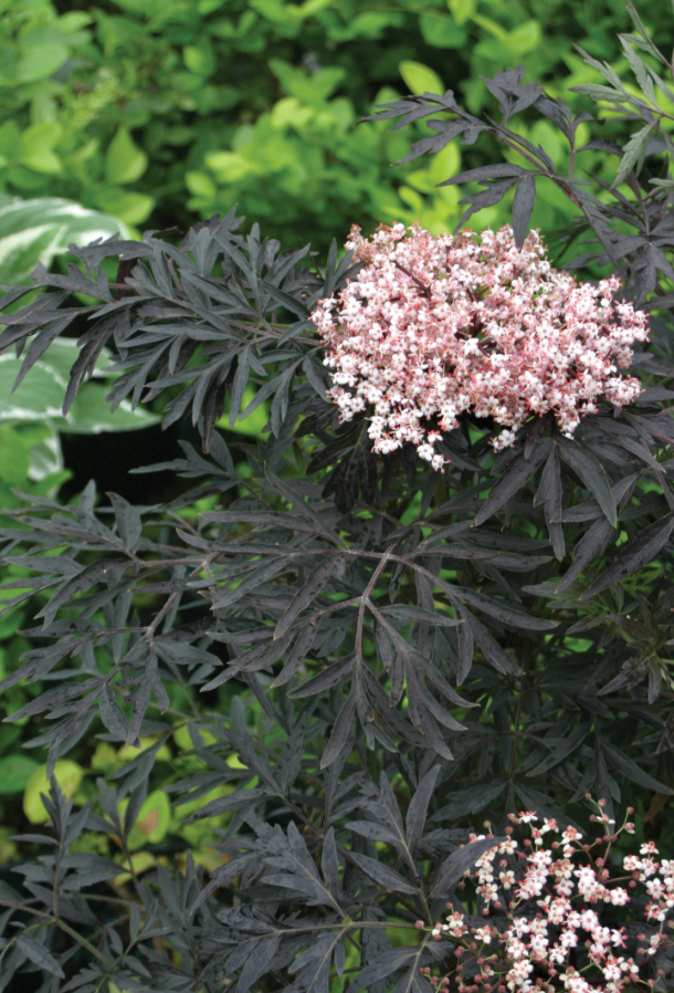Black Lace Elderberry #3