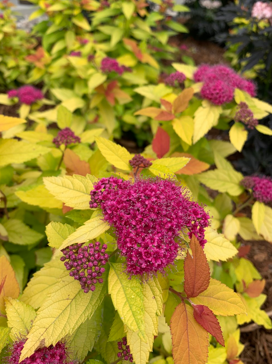 Spirea Double Play Candy Corn #3
