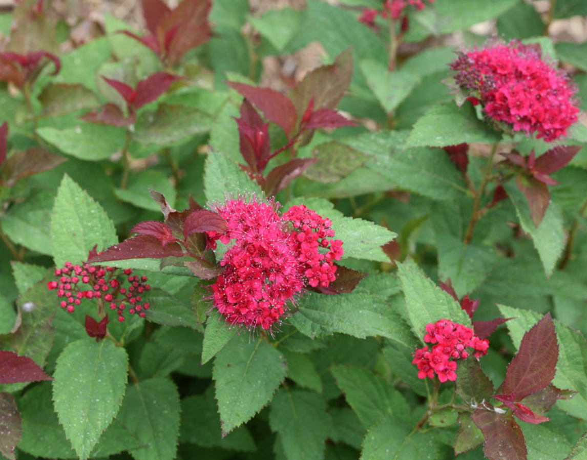 Spirea Double Play Doozie