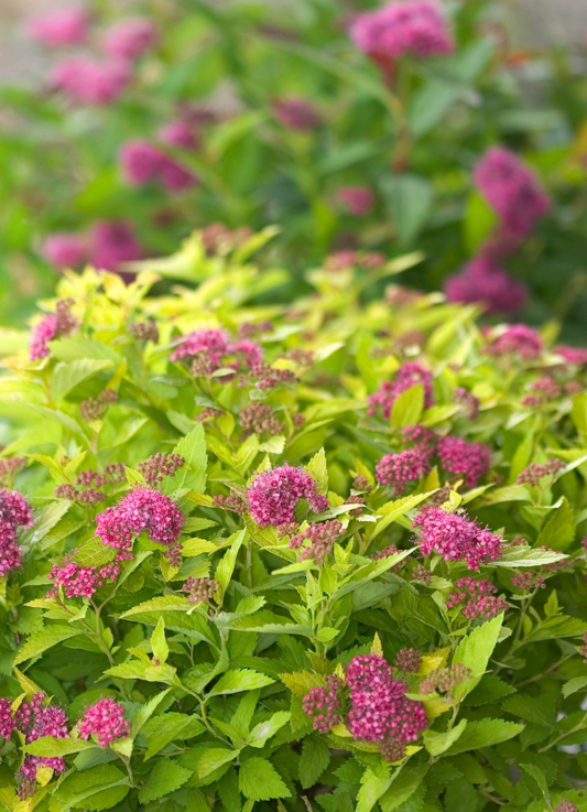 Spirea Double Play Gold