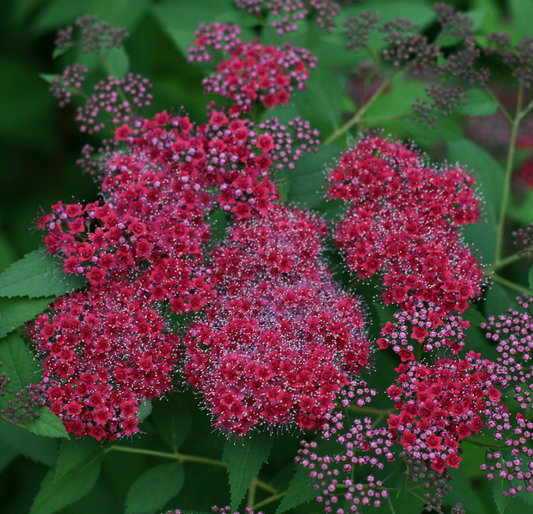 Spirea Double Play Red