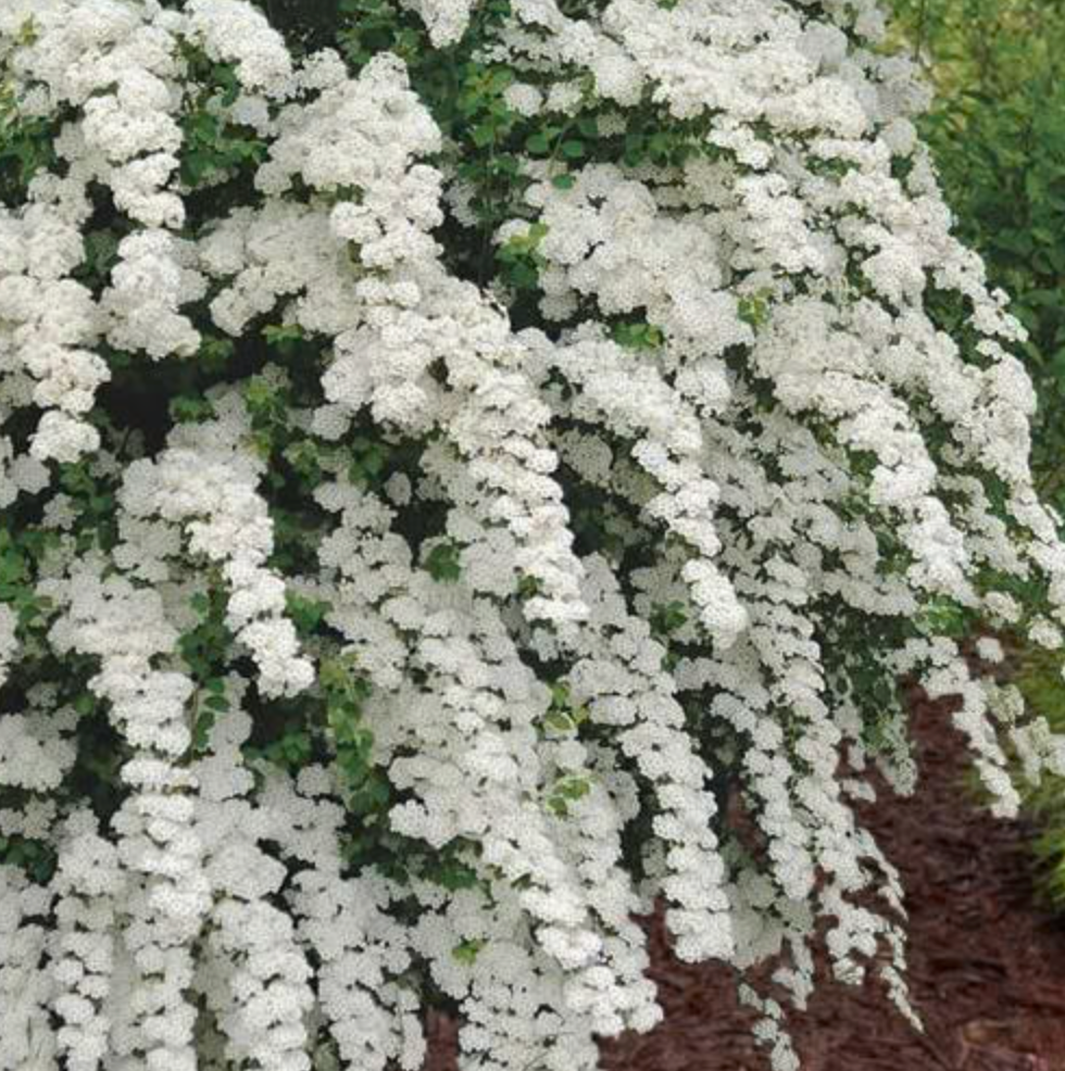 Spirea Renaissance