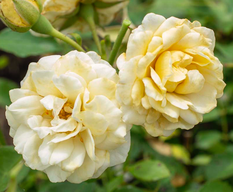 Drift Rose Buttercream #2