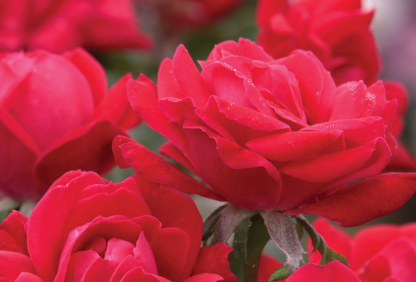 Rose "Double Knockout" G2