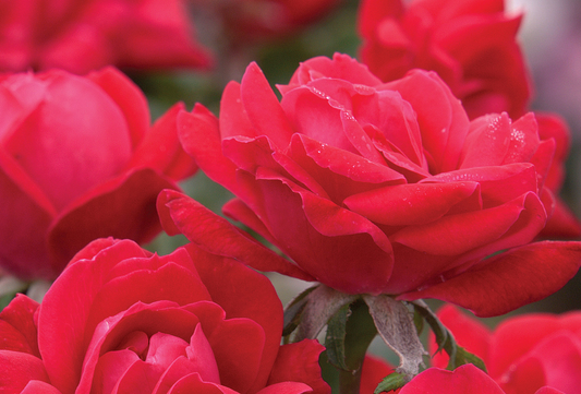 Rose "Double Knockout" G2