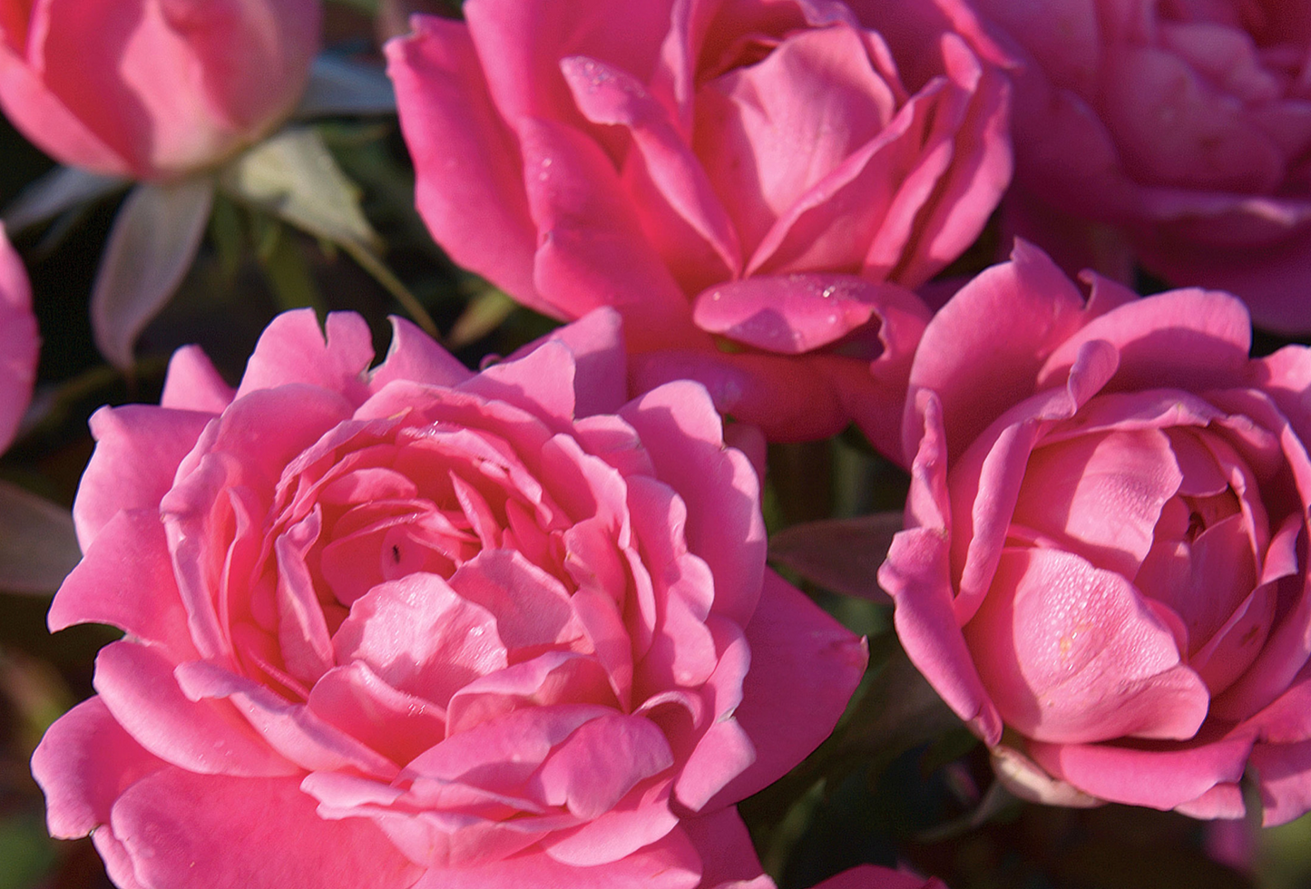 Knockout Rose Double Pink #2