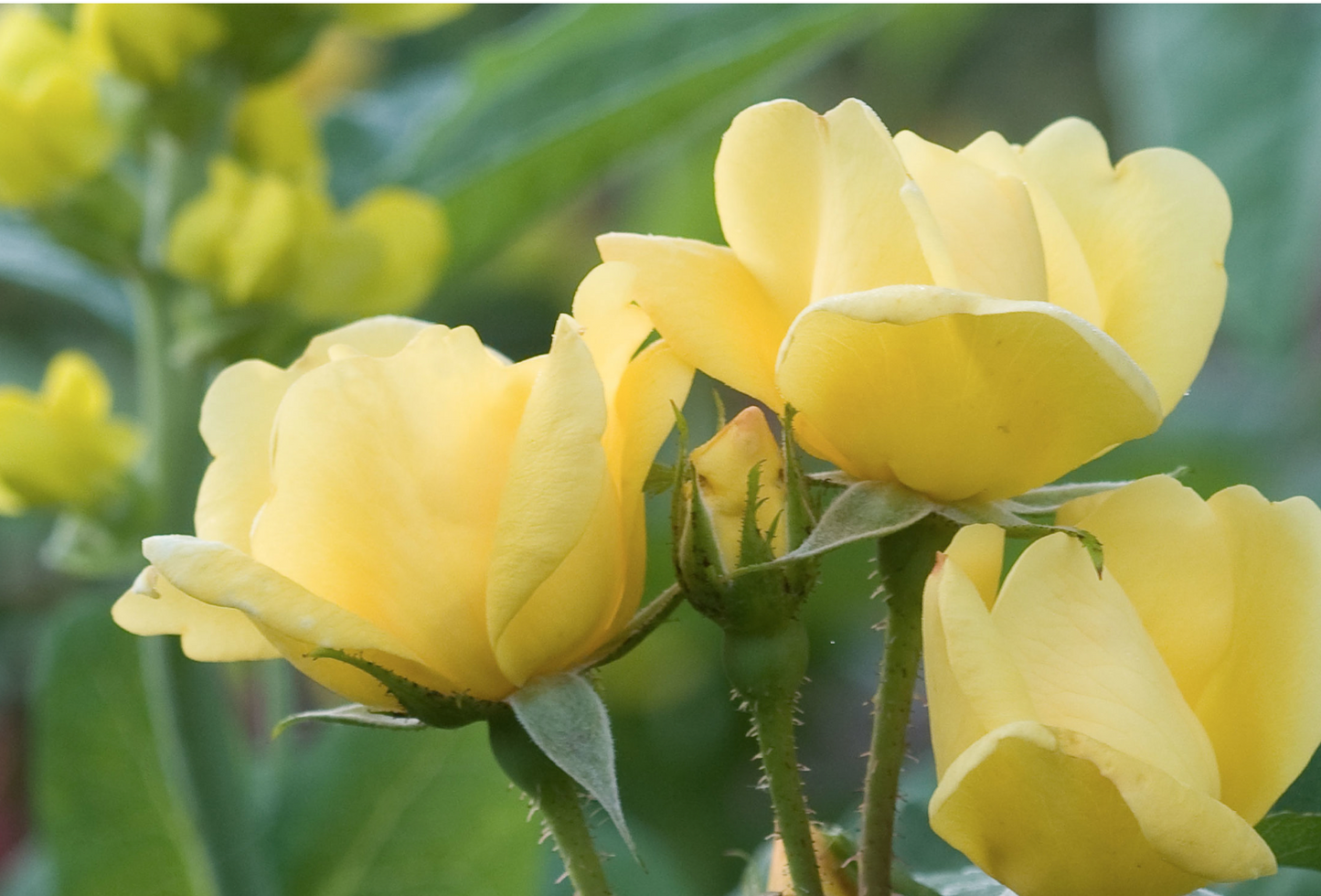 Knockout Rose Sunny