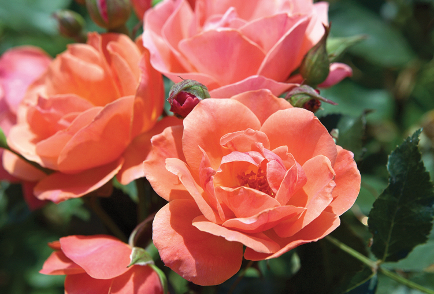 Knockout Rose Coral #3