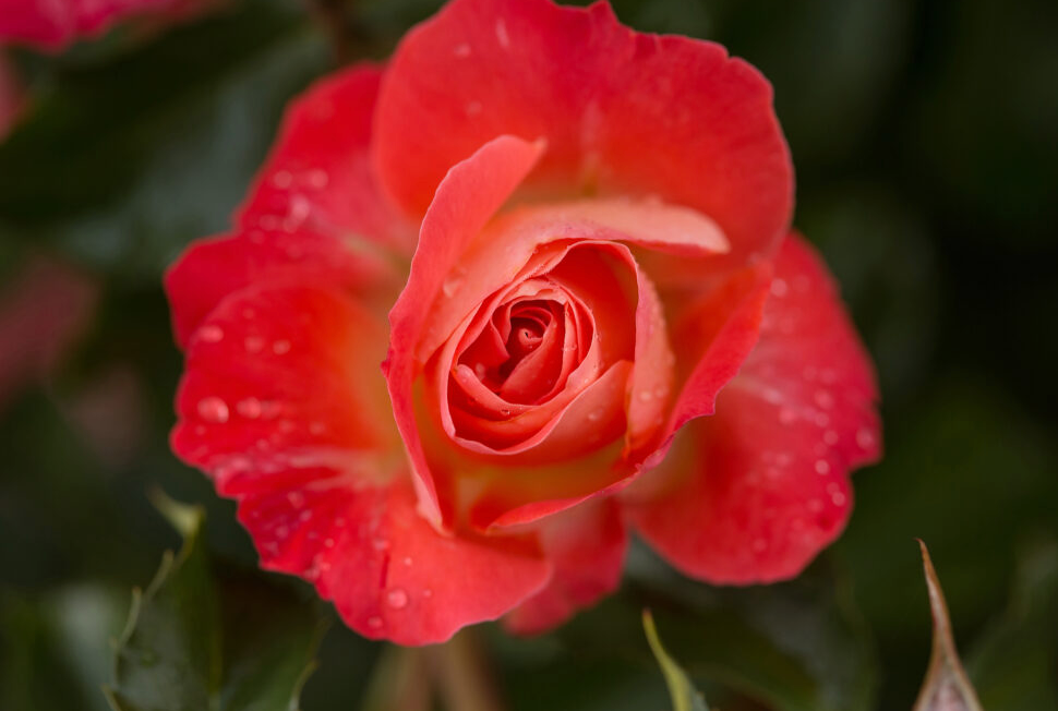 Easy Elegance Coral Cove Rose #2