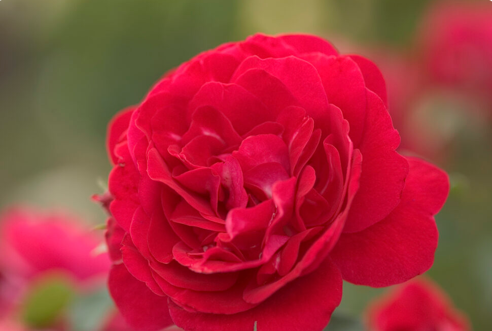 Roses Easy Elegance Paint the town