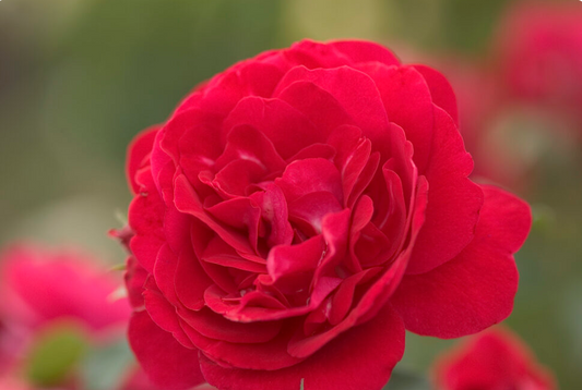 Roses Easy Elegance Paint the town