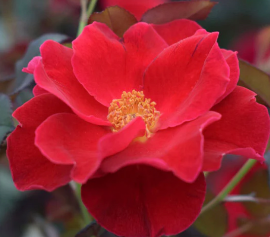 Rose Miracle on the Hudson