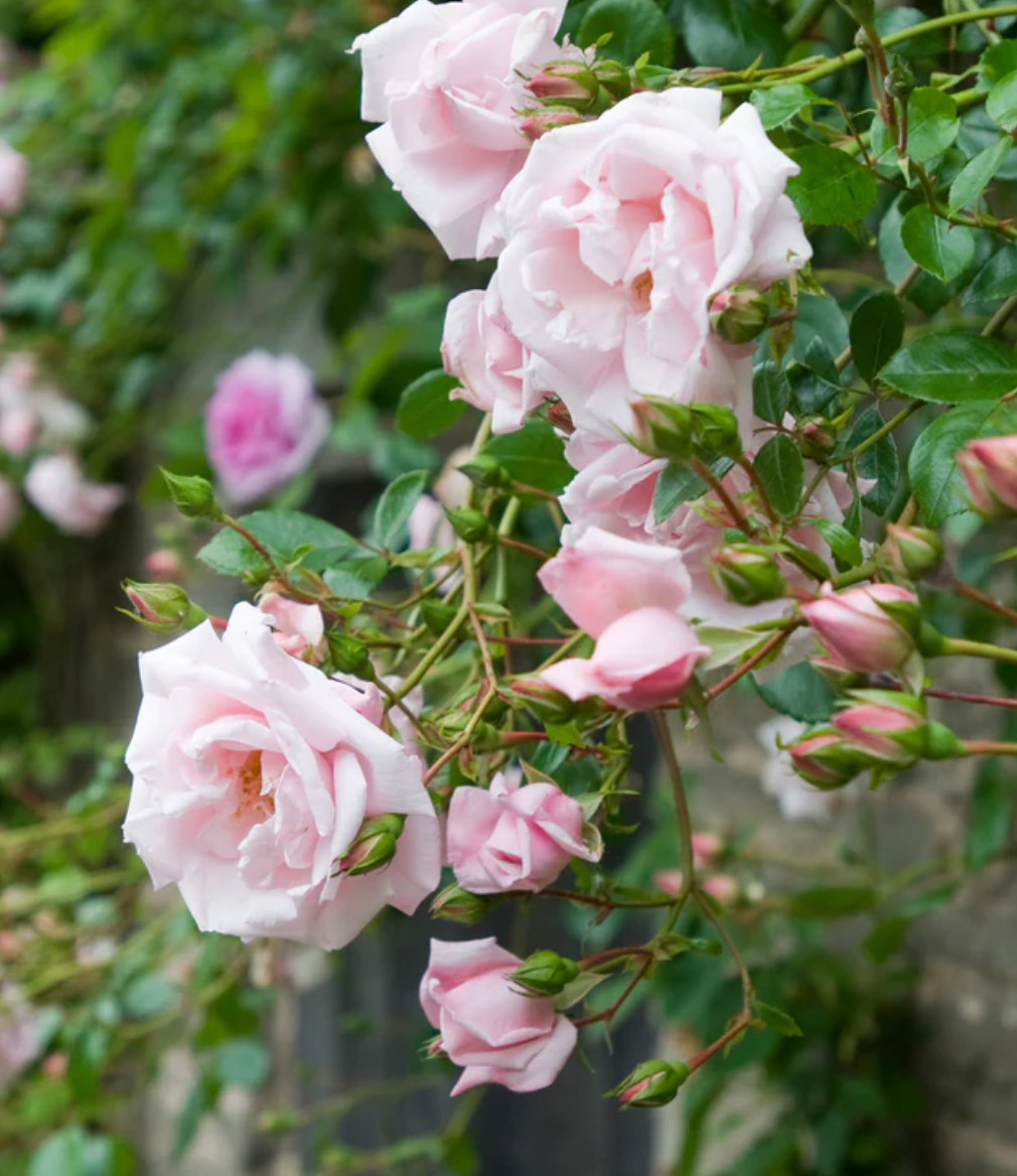 Rose Climbing New Dawn