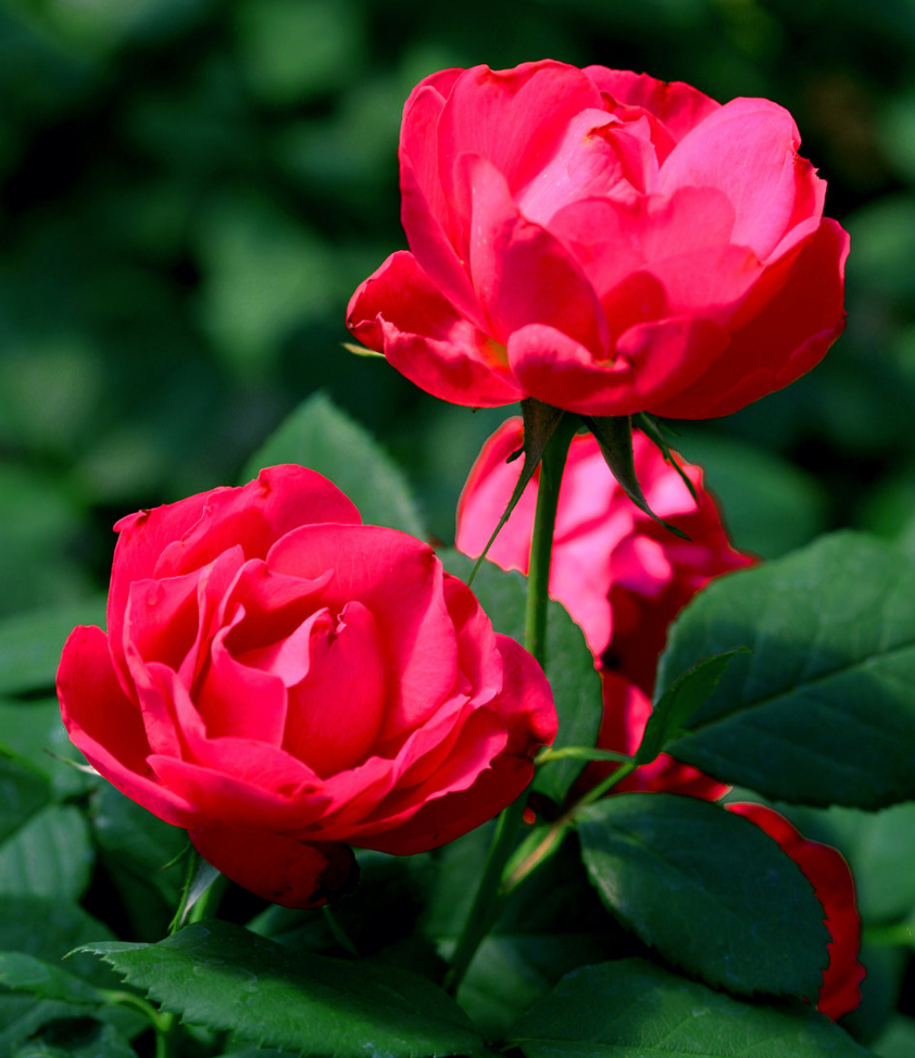 Rose Oso Easy Red Double #3