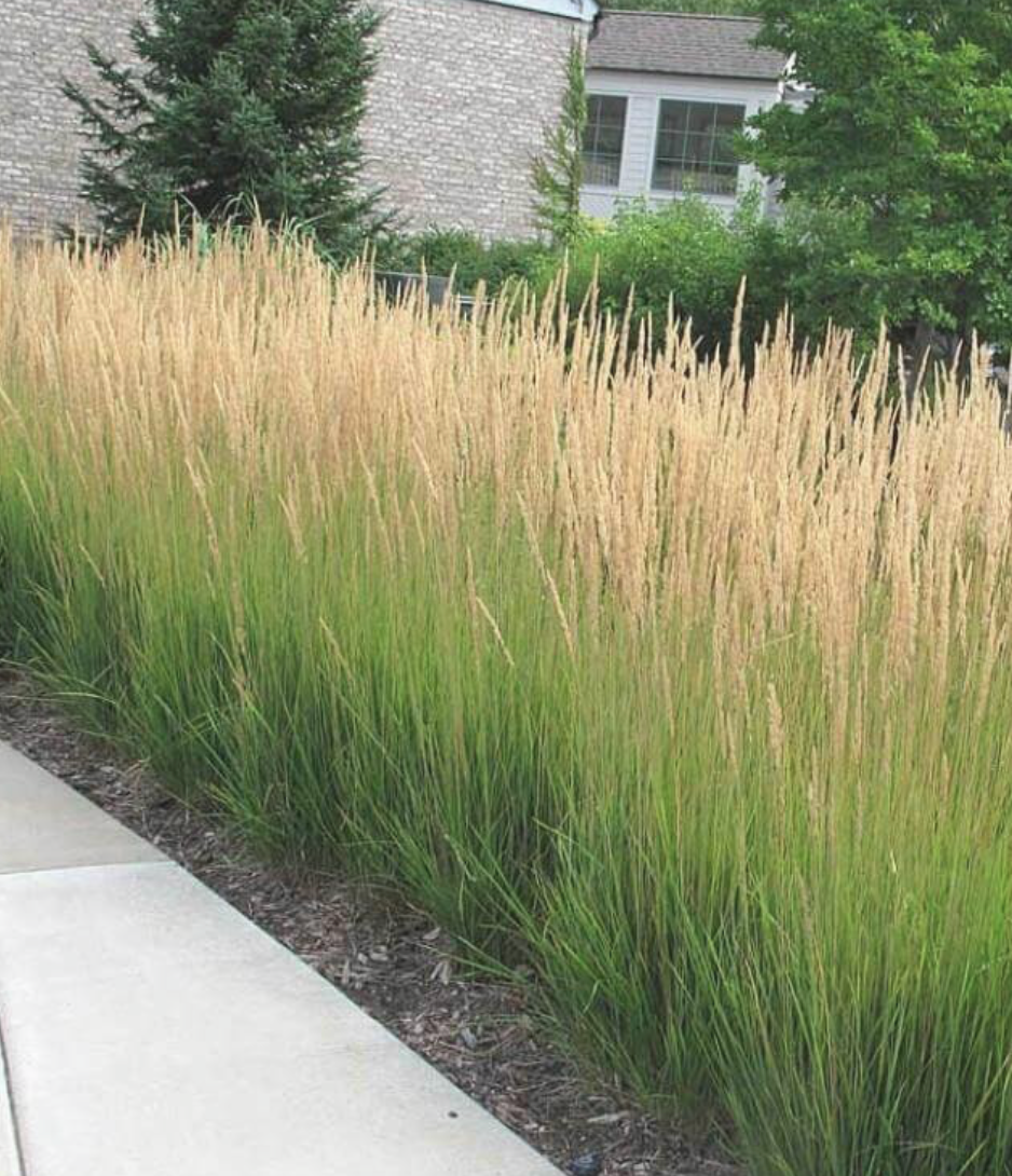 Calamagrostis Karl Forester #3