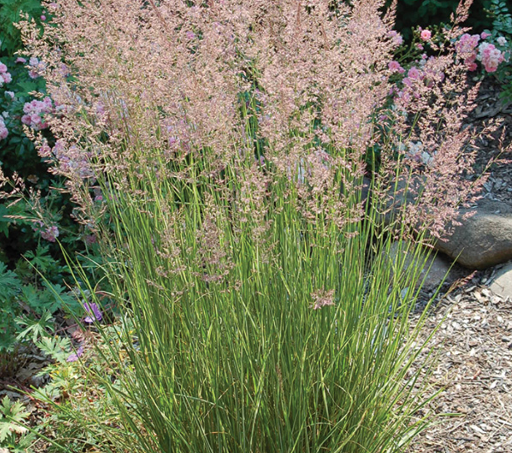 Grass Overdam #3