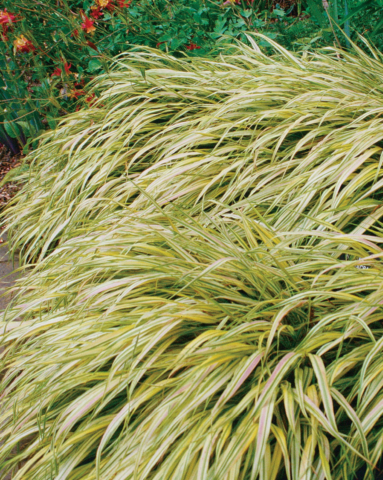 Grass Aureola