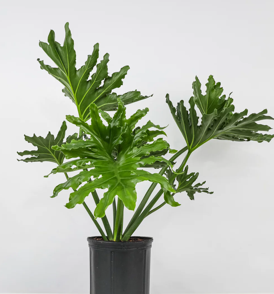 Philodendron Split Leaf