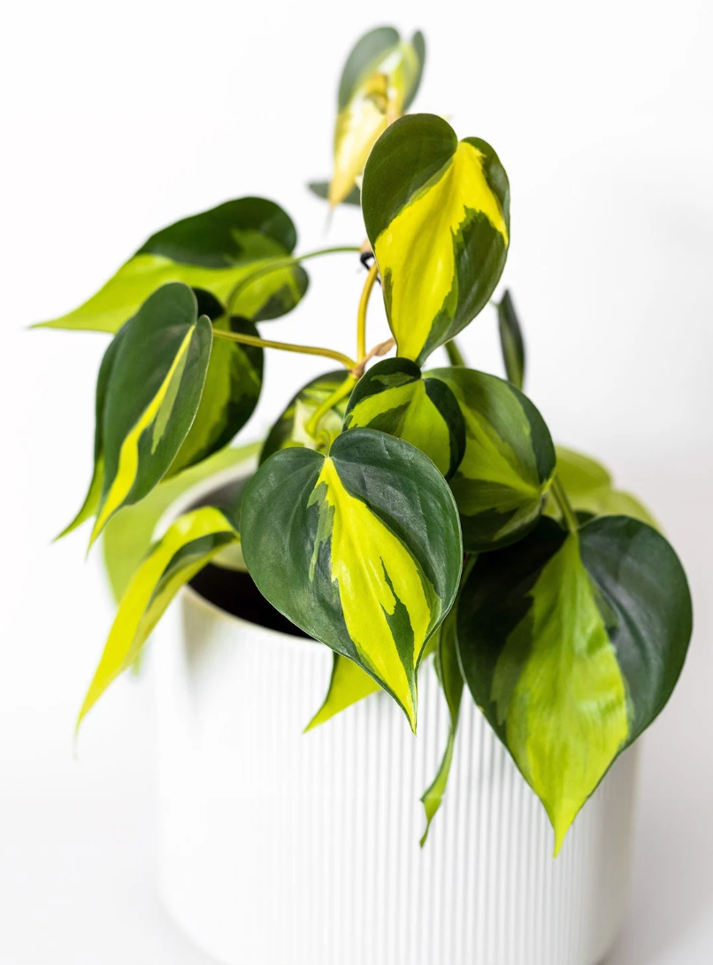 Philodendron Brasil