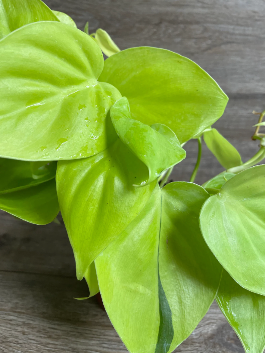 Philodendron Lemon- Small Hanging Basket