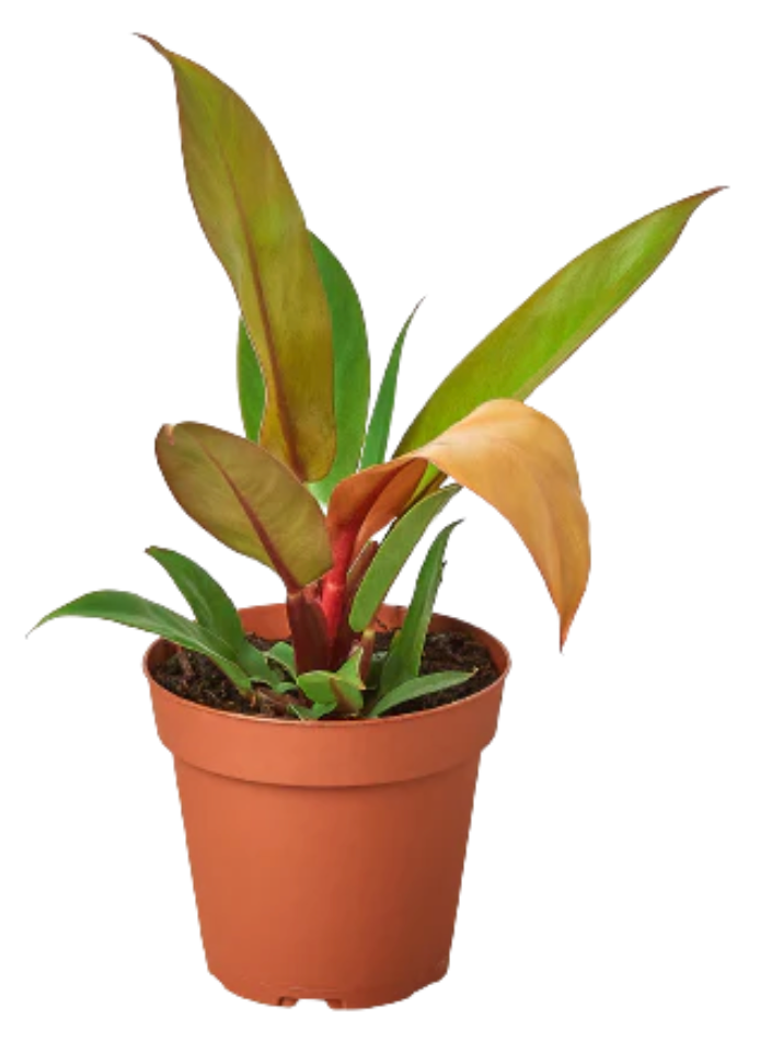 Philodendron Orange