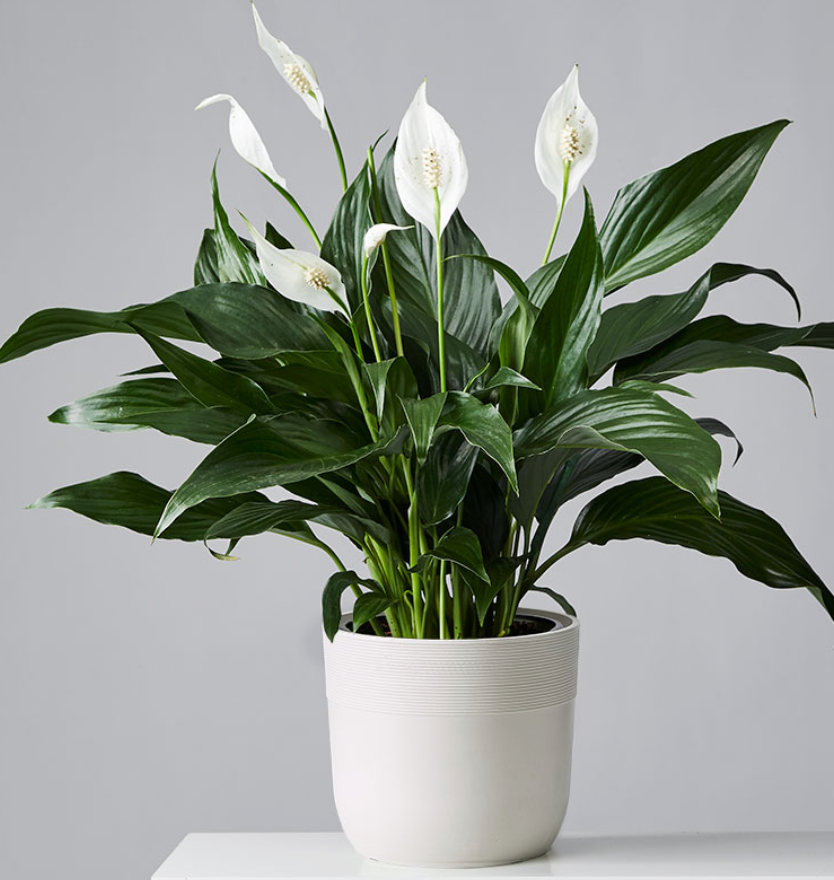 Peace Lily
