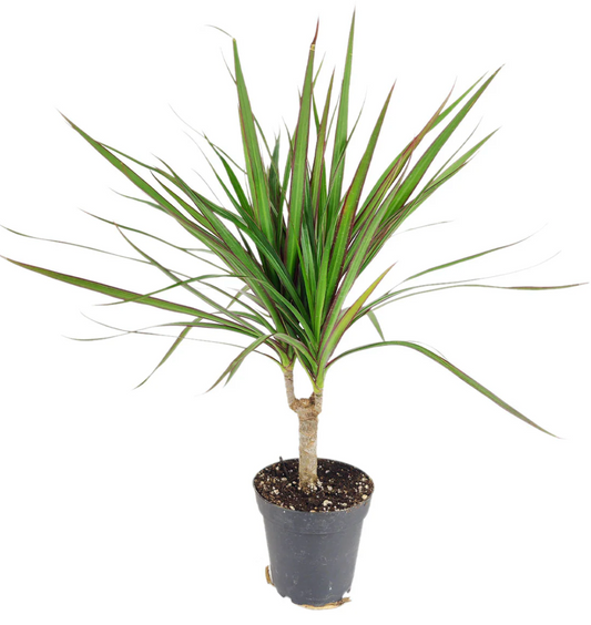 8" Dranca Marginata