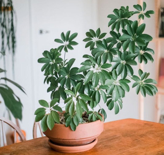 10" Schefflera Arboricola