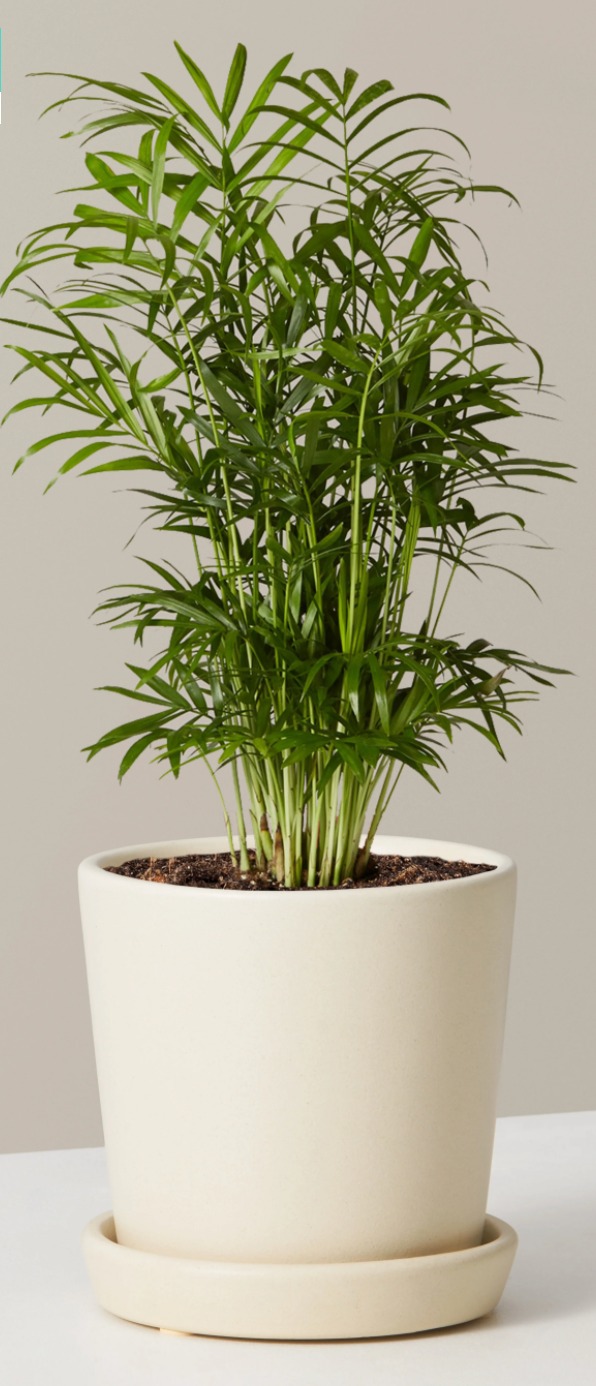 Parlor Palm