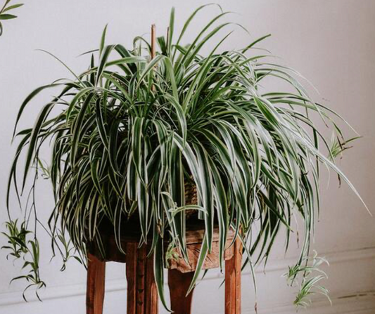 Spider Plant