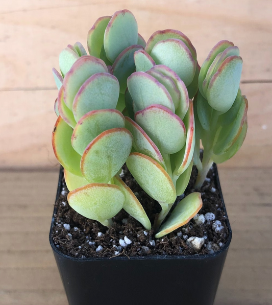4" Kalanchoe